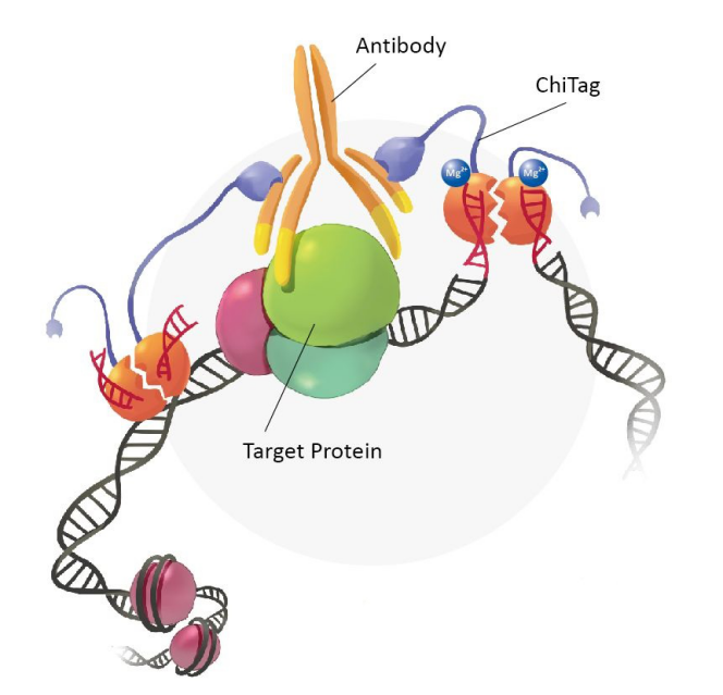 CUT&Tag测序 我的网站