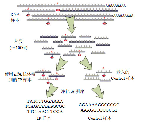 Merip Input MeRIP-Seq - 我的网站